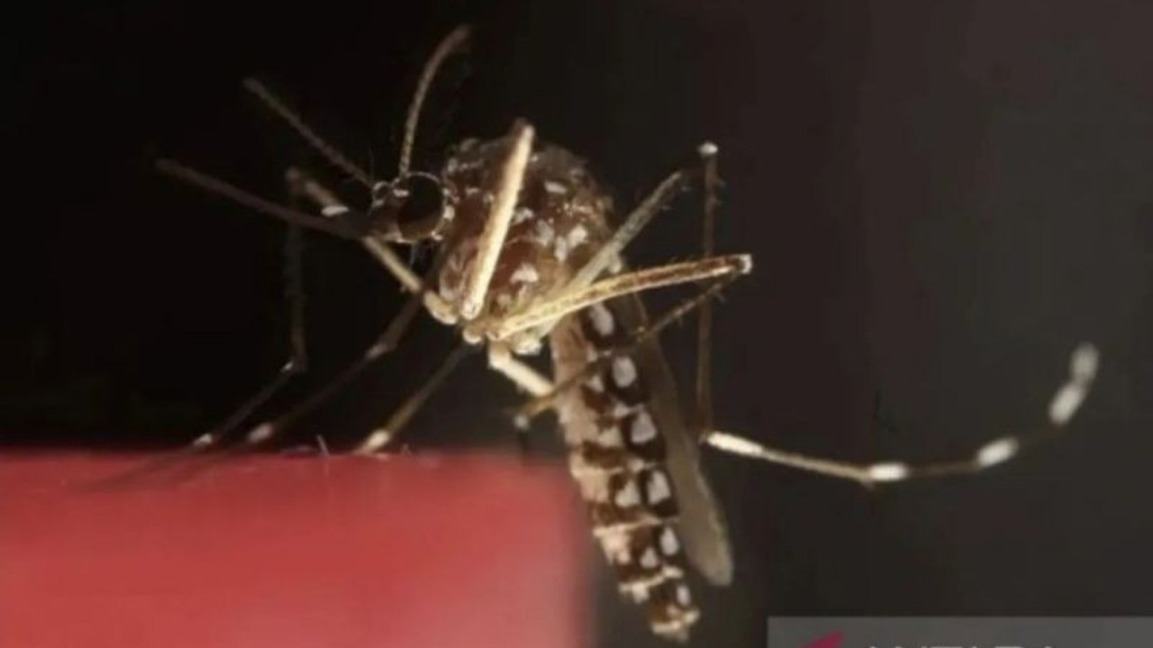 Kemenkes Desak Penanganan Serius Penyakit ATM Papua Pegunungan