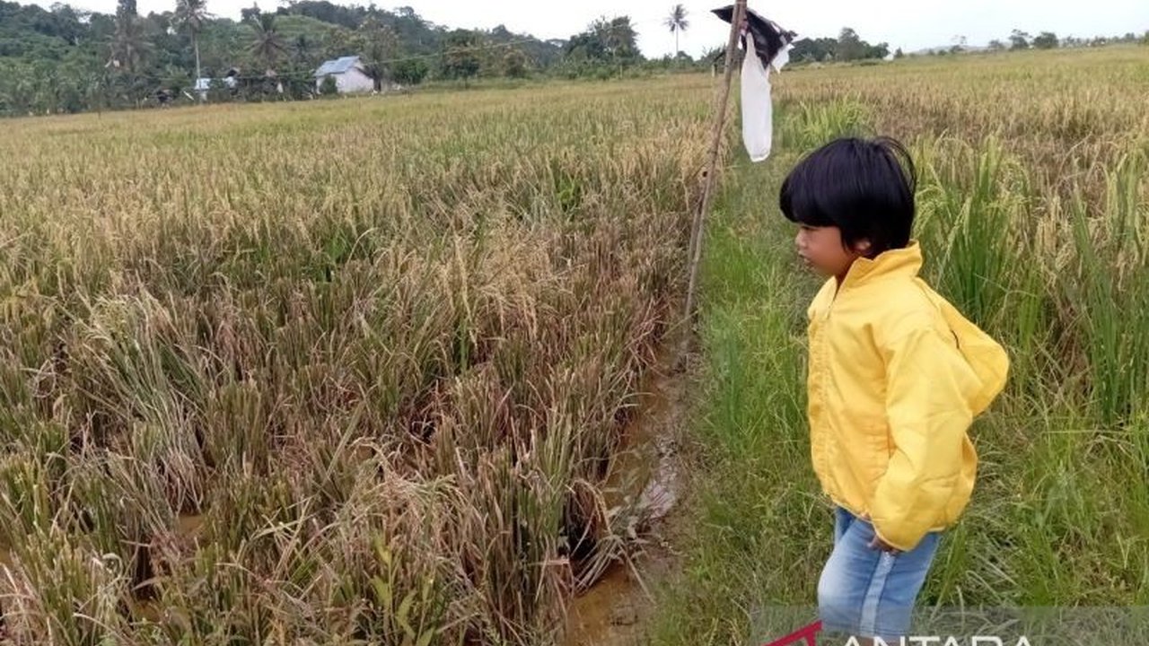 Pemerintah Kabupaten Mahakam Ulu (Mahulu) terus melanjutkan program cetak sawah baru, menargetkan 141 hektare lahan untuk mendukung ketahanan pangan daerah.