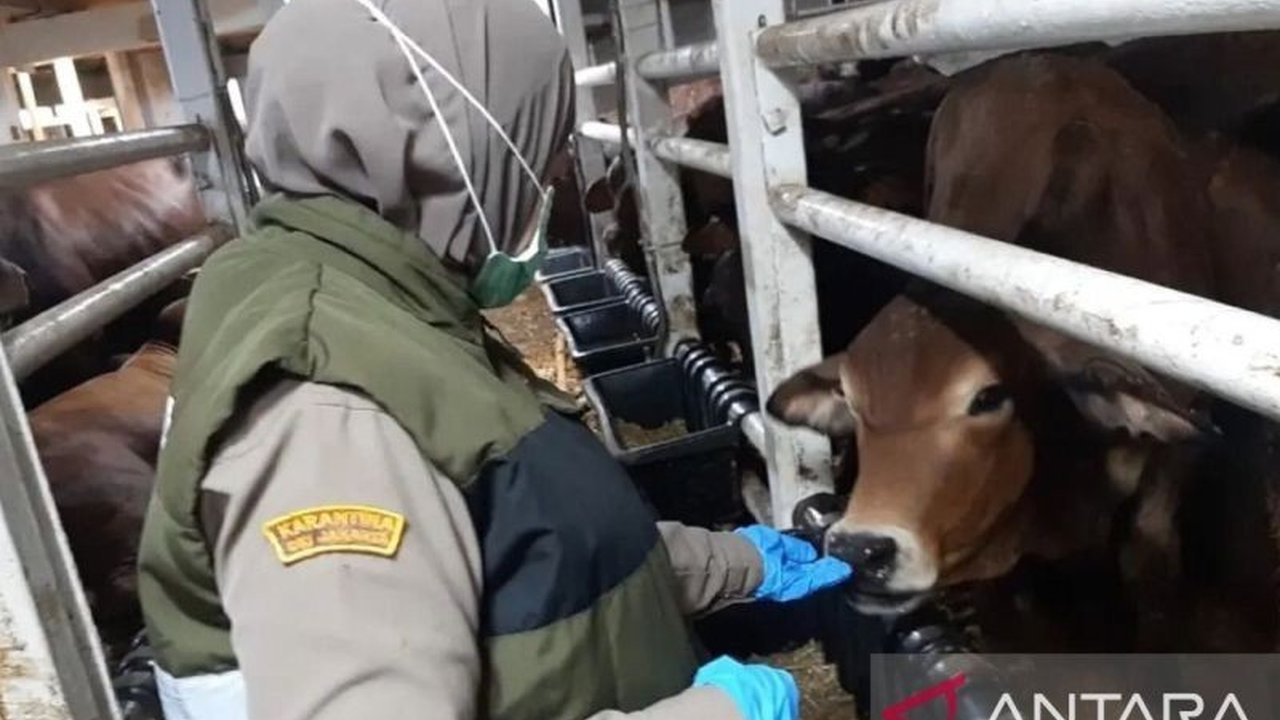 Balai Karantina Hewan, Ikan, dan Tumbuhan (BKHIT) Maluku intensifkan Pengawasan Hewan Kurban Maluku menjelang Idul Adha 2026 guna memastikan kesehatan serta kelayakan hewan. Simak upaya pencegahan penyakit menular di wilayah Maluku.
