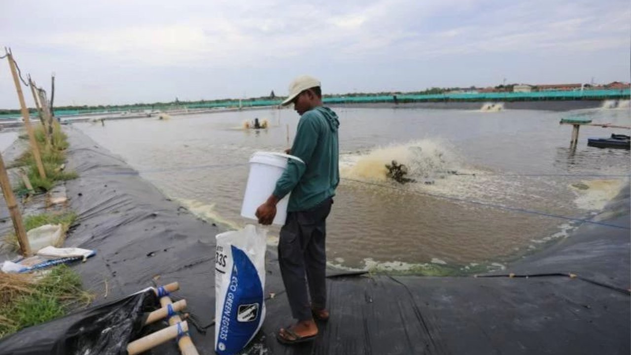 Pemerintah Kabupaten Donggala serius mengembangkan tambak percontohan di Sojol menjadi pusat teknologi budi daya perikanan, meningkatkan produktivitas, dan kontribusi pendapatan daerah.