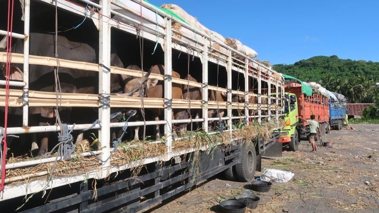 Badan Karantina Republik Indonesia memperketat pengawasan jalur distribusi hewan kurban dari Nusa Tenggara Barat (NTB) dan Nusa Tenggara Timur (NTT), memastikan kesehatan ternak serta kelancaran pasokan ke seluruh Indonesia.