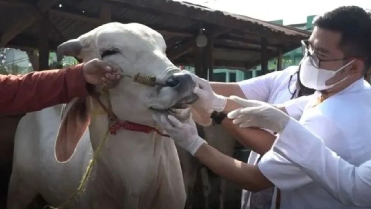 Pemerintah Provinsi Sulawesi Tengah (Sulteng) mengimbau para peternak untuk meningkatkan pengawasan terhadap Penyakit Mulut dan Kuku (PMK) jelang Idul Adha 2026, dengan vaksinasi sebagai kunci utama pencegahan dan menjaga kesehatan ternak kurban.