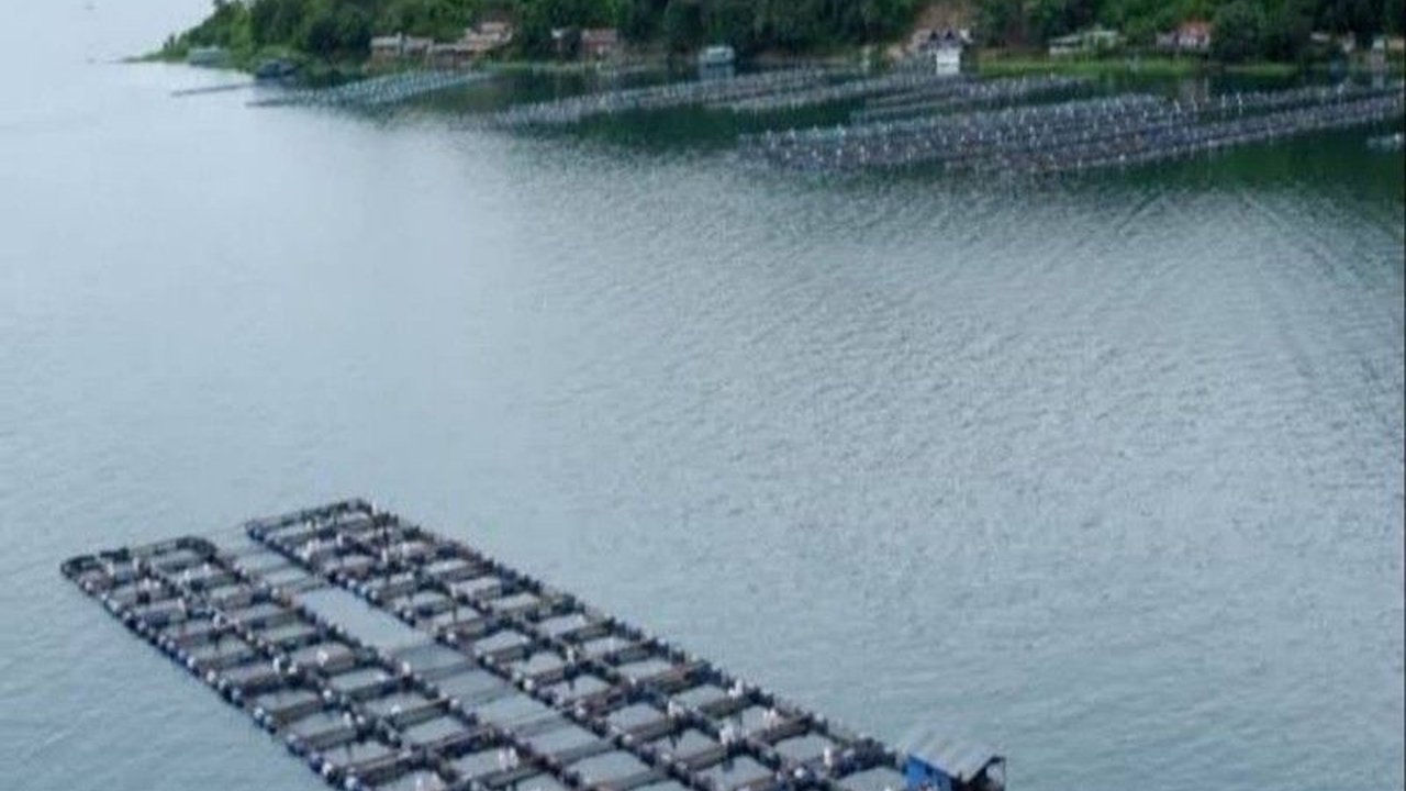 Ancaman kematian massal ikan Danau Toba semakin nyata seiring penurunan muka air drastis dan prediksi El Niño, menuntut kesiapsiagaan serius untuk melindungi nelayan.