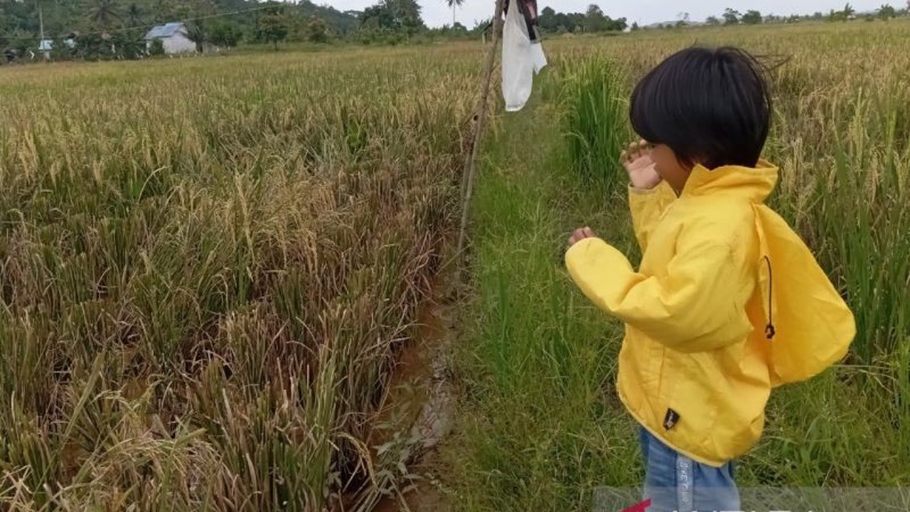 Pemerintah pusat melalui Kementerian Pertanian (Kementan) berkolaborasi dengan Pemerintah Kabupaten Kutai Timur (Kutim) melakukan Optimalisasi Lahan Kutim seluas 20.000 hektare demi mewujudkan swasembada pangan nasional.