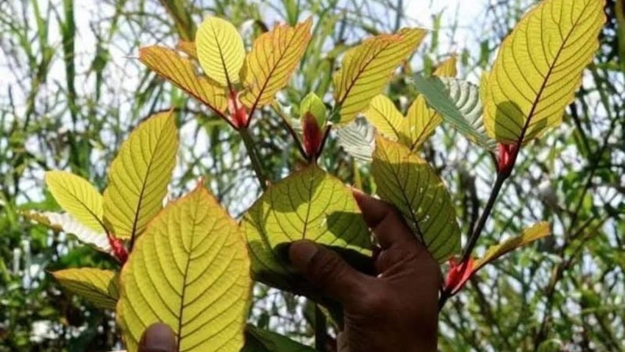 Kabupaten Kutai Kartanegara (Kukar) di Kalimantan Timur berhasil mengekspor hingga 300 ton kratom setiap bulan ke berbagai negara, menjadikan Kratom Kukar komoditas unggulan yang mendongkrak perekonomian daerah.