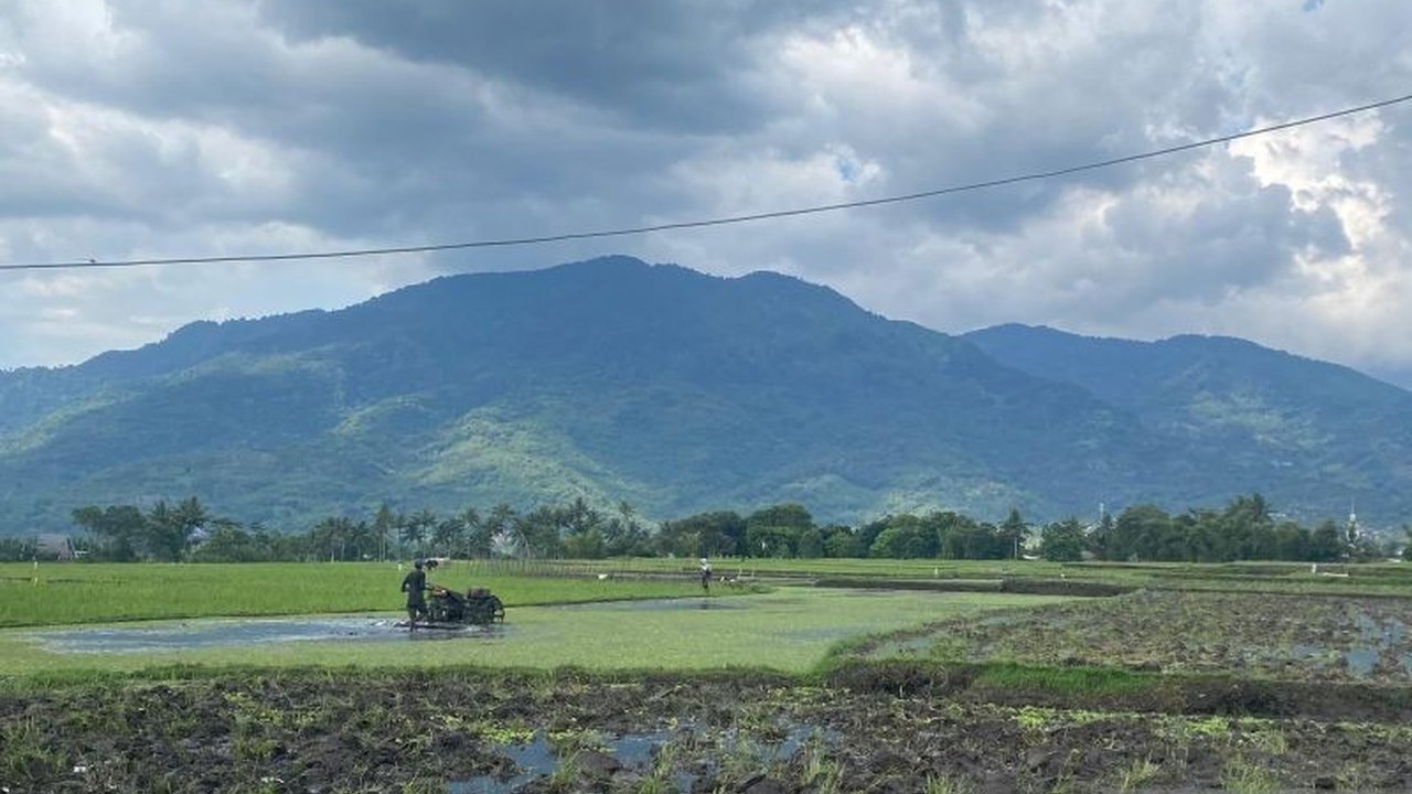 Dinas Pertanian Garut optimis capai target 631.490 ton gabah kering giling untuk Produksi Padi Garut 2026, siapkan strategi hadapi kemarau dan lindungi petani.