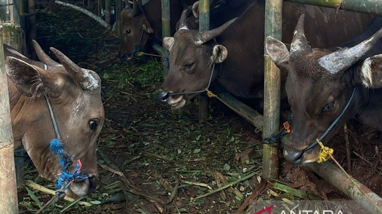 Pemerintah Kota Jakarta Barat melalui Sudin KPKP mulai gencar melakukan Inspeksi Hewan Kurban di Tempat Penampungan Hewan Kurban jelang Idul Adha 1447 H, memastikan kelayakan dan kesehatan hewan kurban.