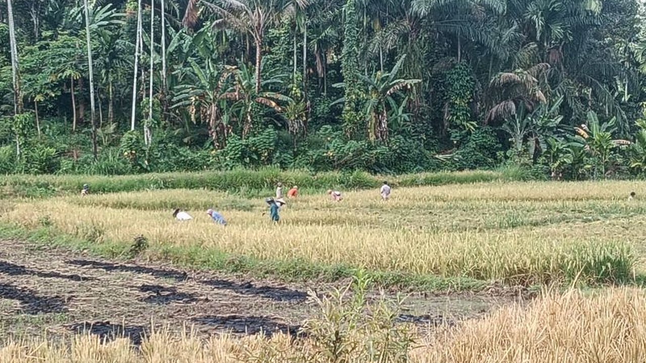 Pemerintah Kabupaten Pasaman Barat menetapkan perluasan Lahan Pertanian Pangan Berkelanjutan (LP2B) menjadi 7.275 hektare. Langkah ini krusial untuk menjaga ketahanan pangan dan mencegah alih fungsi lahan di Pasaman Barat.