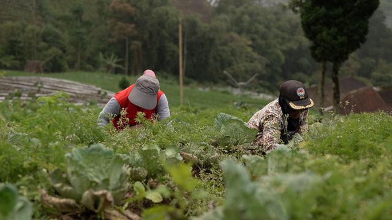 Petani Boyolali Untung Berkat MBG. (Foto: Bakom RI)