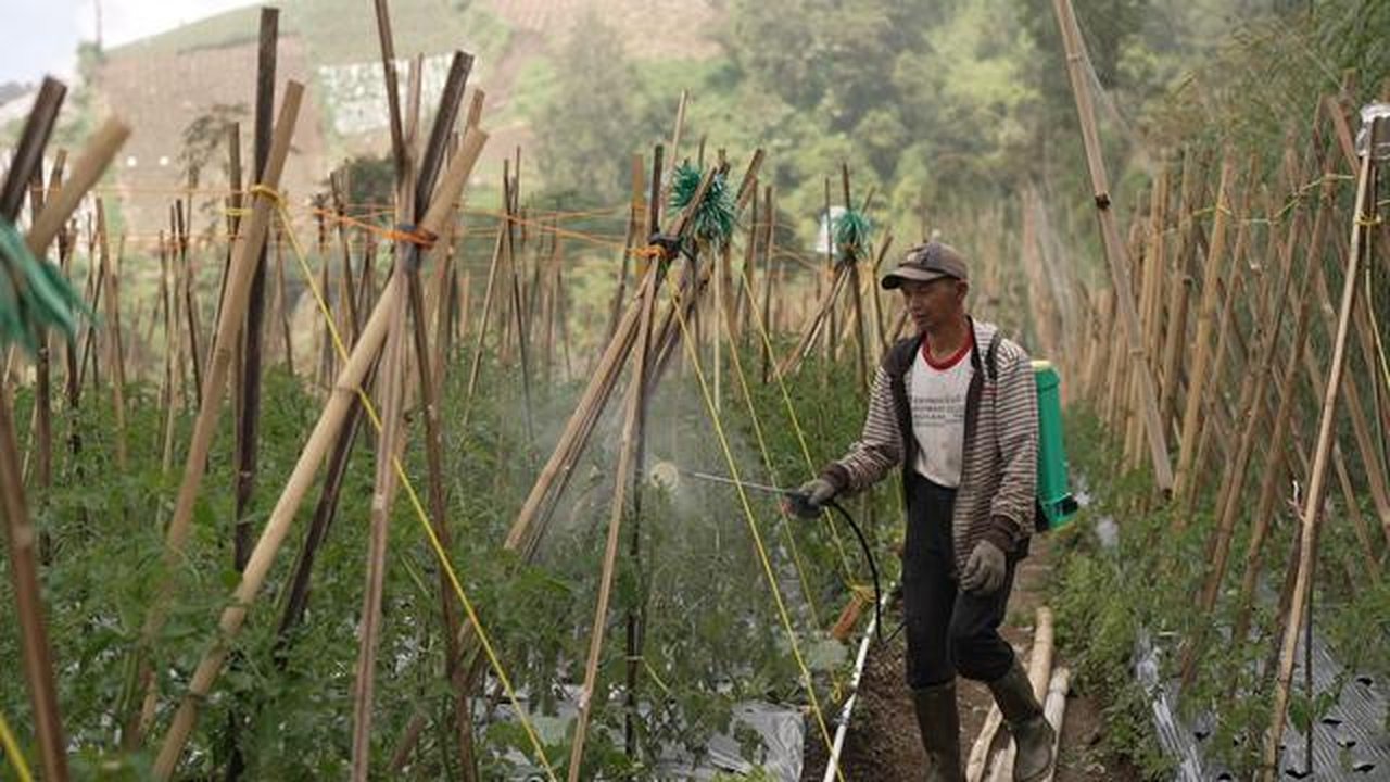 Petani Terkena Dampak Keberadaan MBG. (Foto: Bakom RI)