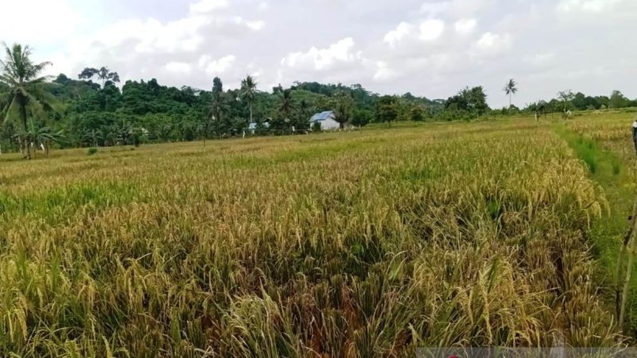Pemerintah Kabupaten Berau serius **lindungi pertanian** dari ancaman kekeringan akibat kemarau panjang yang diprediksi mulai Mei 2026, memastikan produksi padi dan hasil pertanian lainnya tetap optimal.