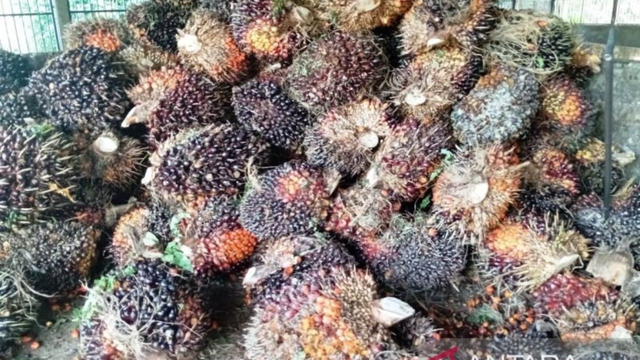 Pemerintah Kabupaten Kutai Timur (Kutim) serius menggarap hilirisasi sawit untuk mendukung ketahanan energi nasional dan transformasi ekonomi daerah. Langkah ini diharapkan membuka peluang investasi dan kesejahteraan masyarakat.