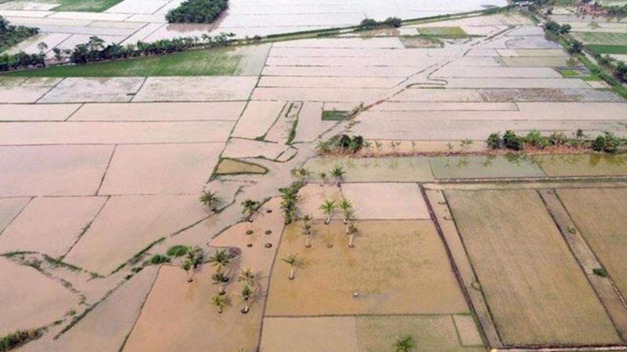 Satgas PRR mempercepat rehabilitasi sawah terdampak bencana hidrometeorologi di Aceh, Sumut, dan Sumbar. Langkah ini krusial untuk menjamin pasokan beras, pemulihan petani, dan menjaga ketahanan pangan daerah.
