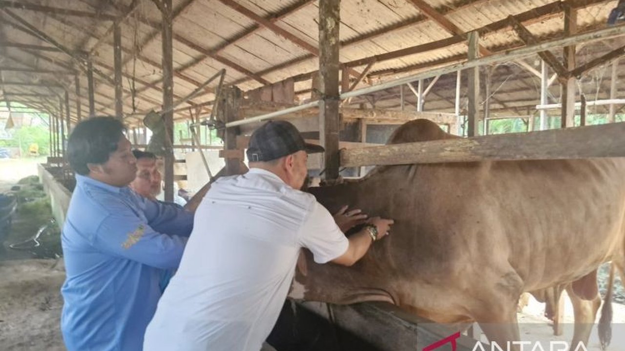Pemerintah Kabupaten Penajam Paser Utara bergerak cepat dengan menyiapkan 2.650 dosis vaksin untuk antisipasi PMK pada hewan ternak, memastikan ketersediaan hewan kurban sehat menjelang Idul Adha 2026.