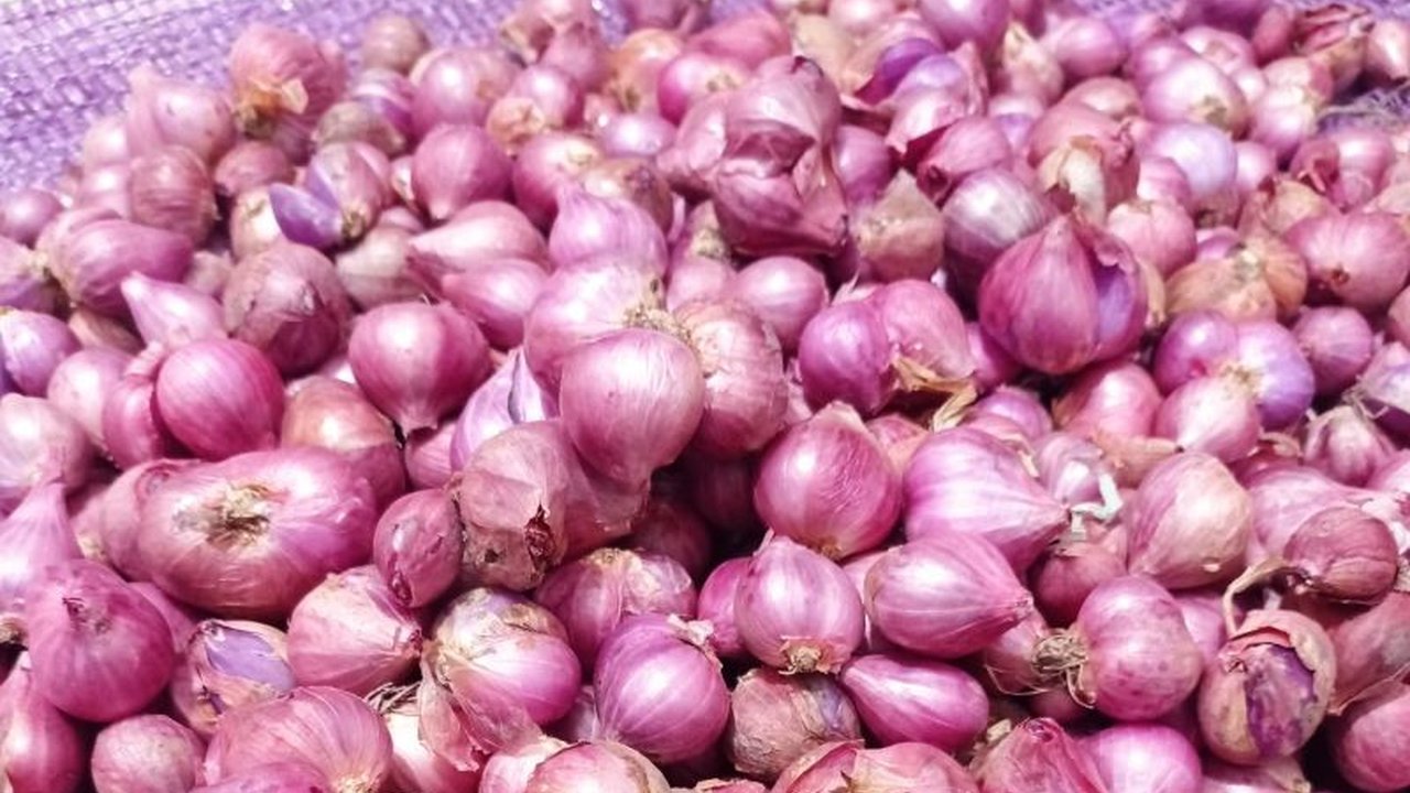 Kementerian Pertanian (Kementan) serius menggarap potensi ekspor bawang merah Enrekang. Program Horticulture Development in Dryland Areas Project (HDDAP) menjadi kunci untuk menembus pasar global, meningkatkan produktivitas, dan menggerakkan ekonomi daera