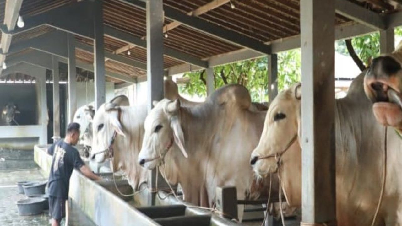 Peternakan Berkah Setia Farm di Purworejo berhasil menghasilkan sapi premium, menarik perhatian pejabat tinggi, dan menjadi contoh nyata kontribusi daerah terhadap ketahanan pangan nasional.