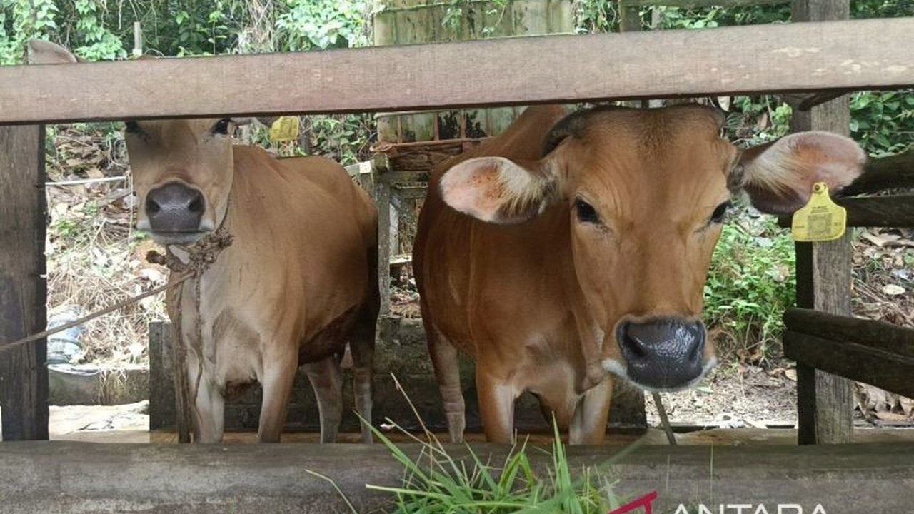 Pemerintah Provinsi Kalimantan Timur serius memperkuat Jaminan Halal Produk Hewani Kaltim. Melalui asesmen lapangan oleh BPJPH, LPH DPKH Kaltim ditargetkan segera terakreditasi untuk melindungi konsumen.