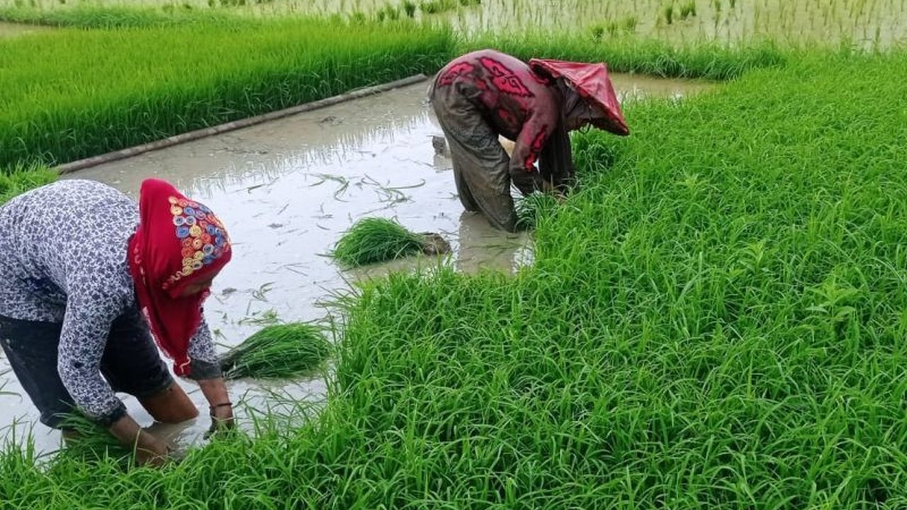 Pemerintah Kabupaten Lebak berencana mencetak sawah baru seluas 217 hektare pada tahun 2026. Inisiatif Cetak Sawah Baru Lebak ini bertujuan mendukung swasembada pangan dan meningkatkan kesejahteraan petani.