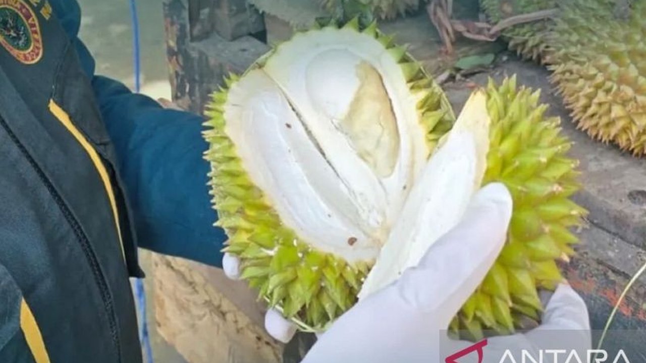 BKHIT Maluku menjamin Durian Maluku yang dikirim ke Sorong bebas hama penyakit, memenuhi standar karantina, dan aman didistribusikan ke Papua Barat Daya.