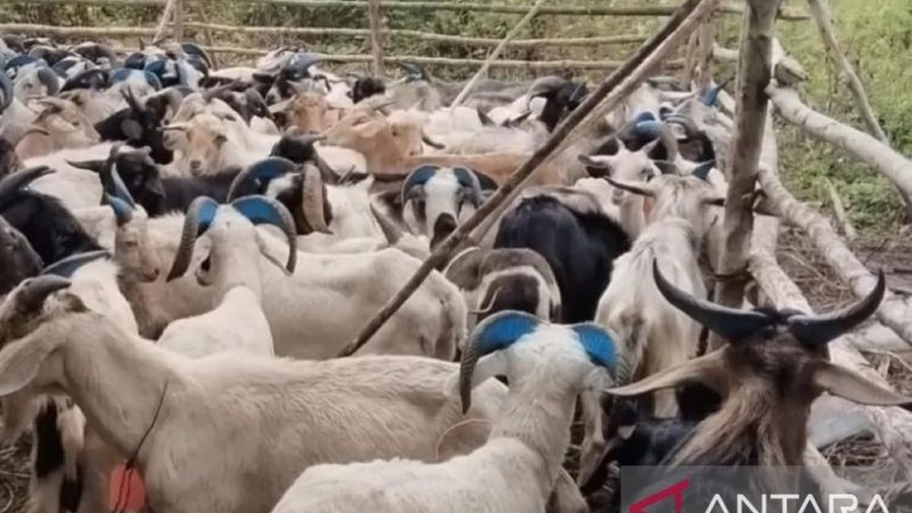 Balai Karantina Hewan, Ikan, dan Tumbuhan (BKHIT) Maluku melakukan pengawasan intensif terhadap hewan kurban menjelang hari raya. Langkah ini memastikan kesehatan hewan kurban dan kelayakannya sebelum didistribusikan ke masyarakat.