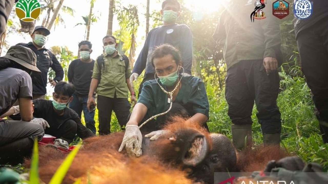 BKSDA Kalimantan Barat dan YIARI sukses translokasi orangutan di Kayong Utara. Ini menekan potensi konflik manusia-satwa dan memastikan keselamatan satwa liar.