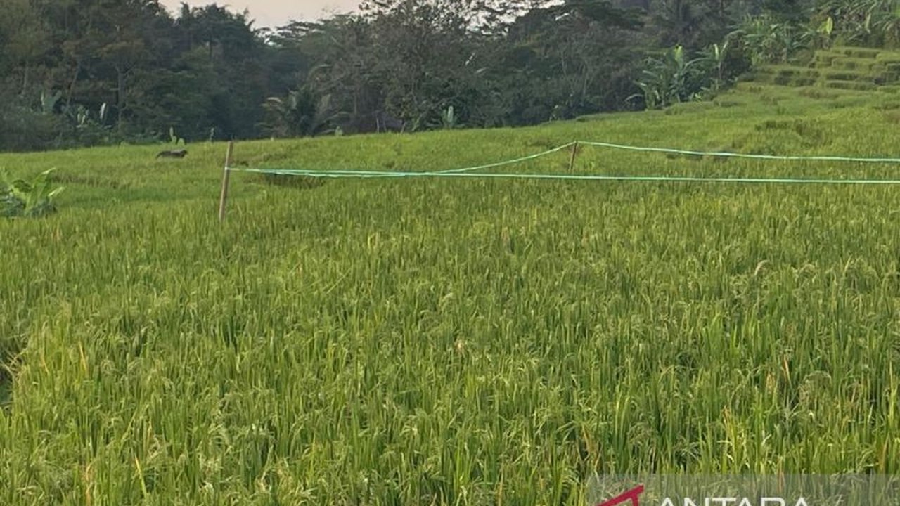 Perum Bulog Kantor Cabang Cirebon berhasil mengoptimalkan serapan gabah petani hingga 159.047 ton per April 2026, memperkuat cadangan pangan nasional dan menjamin ketersediaan beras di wilayah Cimajakuning.