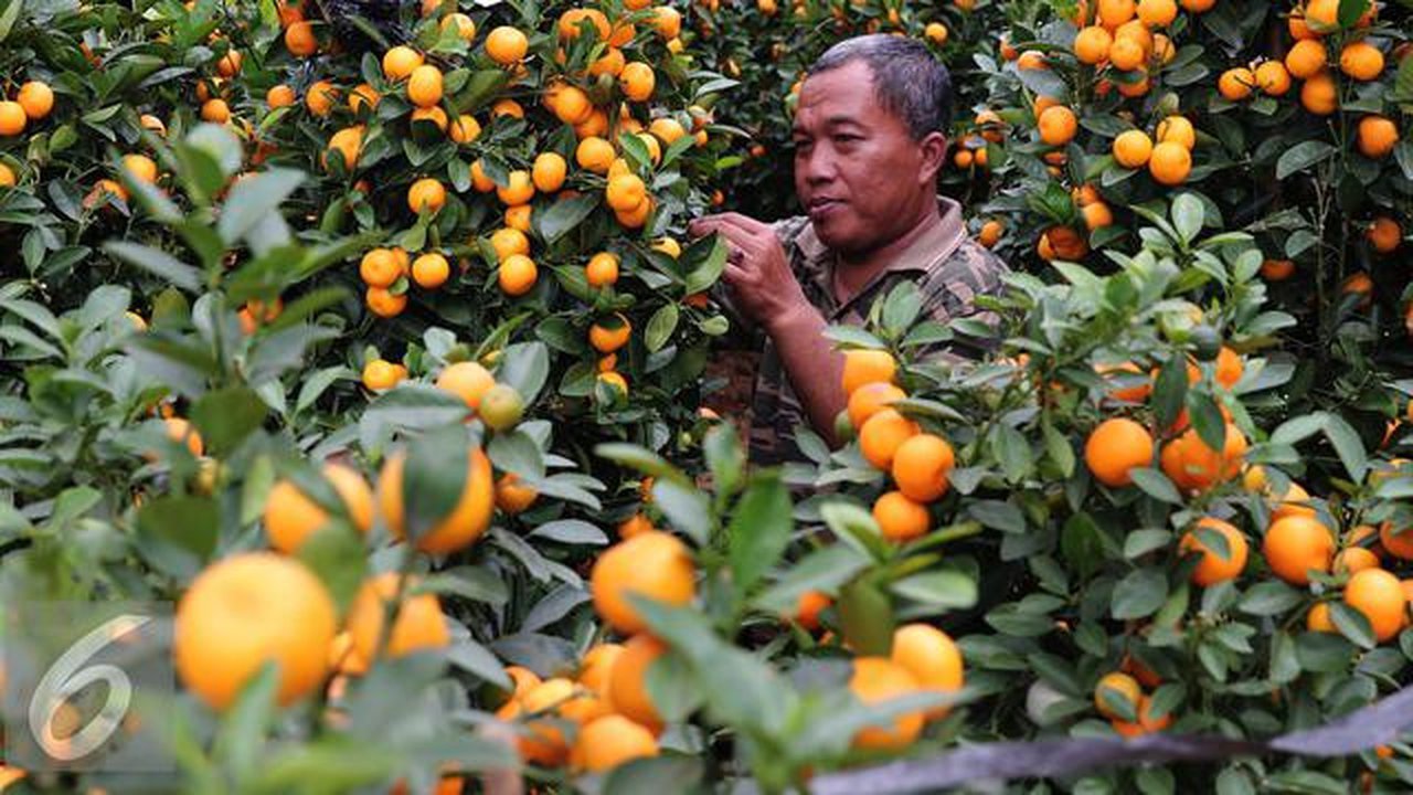 Seorang pedagang saat memilih jeruk jenis Kumquat dan Chusa yang di impor dari Cina di Jakarta, Rabu (27/1). Permintaan Jeruk asal Cina tersebut meningkat 100 % menjelang imlek. (Liputan6.com