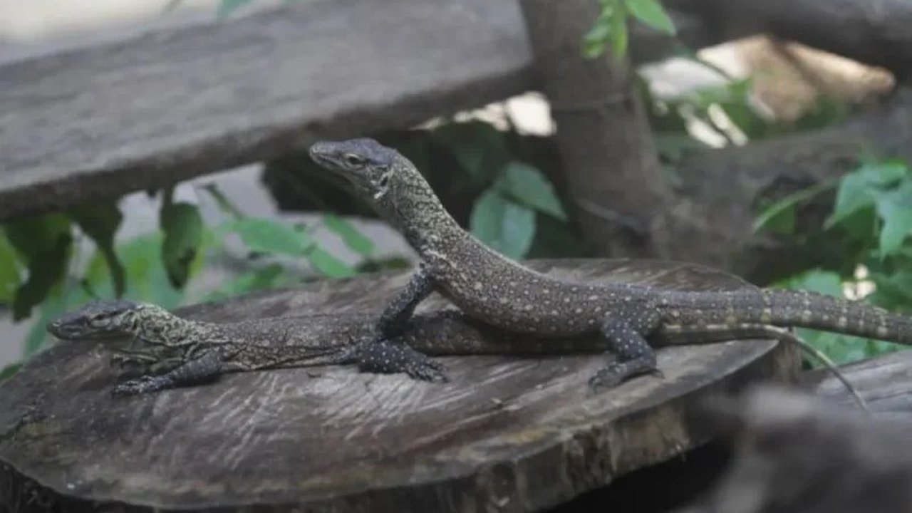 Kebun Binatang Surabaya (KBS) sukses besar dalam upaya konservasi Komodo, bahkan kini merencanakan pelepasliaran ke habitat aslinya. Ikuti perjalanan panjang menjaga 'naga' purba ini di tengah hiruk-pikuk kota Surabaya.