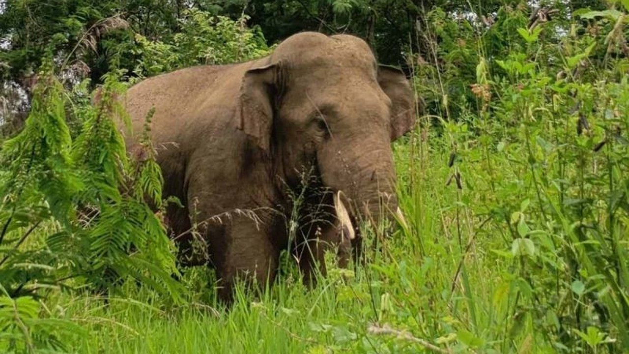 BKSDA Aceh mengerahkan tim untuk menangani individu Gajah Sumatra Bener Meriah yang dilaporkan masuk ke perkebunan warga, memicu kekhawatiran dan upaya pengusiran.