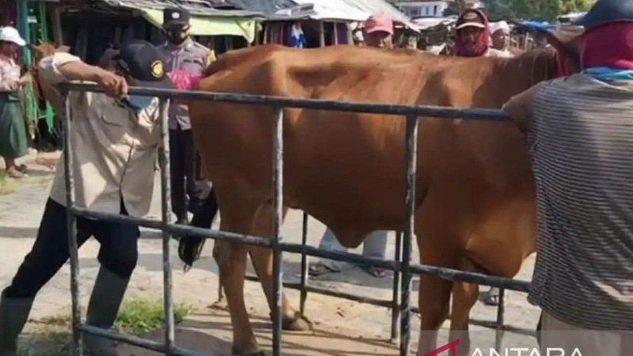Pemerintah Kabupaten Sampang menerjunkan puluhan petugas untuk memastikan kondisi kesehatan hewan kurban, menjamin ibadah kurban yang aman dan higienis. Pengawasan Kesehatan Hewan Kurban Sampang ini dilakukan secara jemput bola di berbagai lokasi.