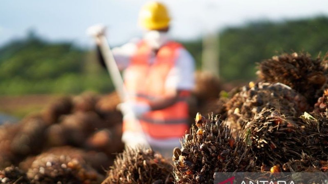 Sektor perkebunan Kaltim kokoh sebagai pilar ekonomi, menyerap 354.000 pekerja, menawarkan harapan di tengah efisiensi industri pertambangan yang mengancam PHK.