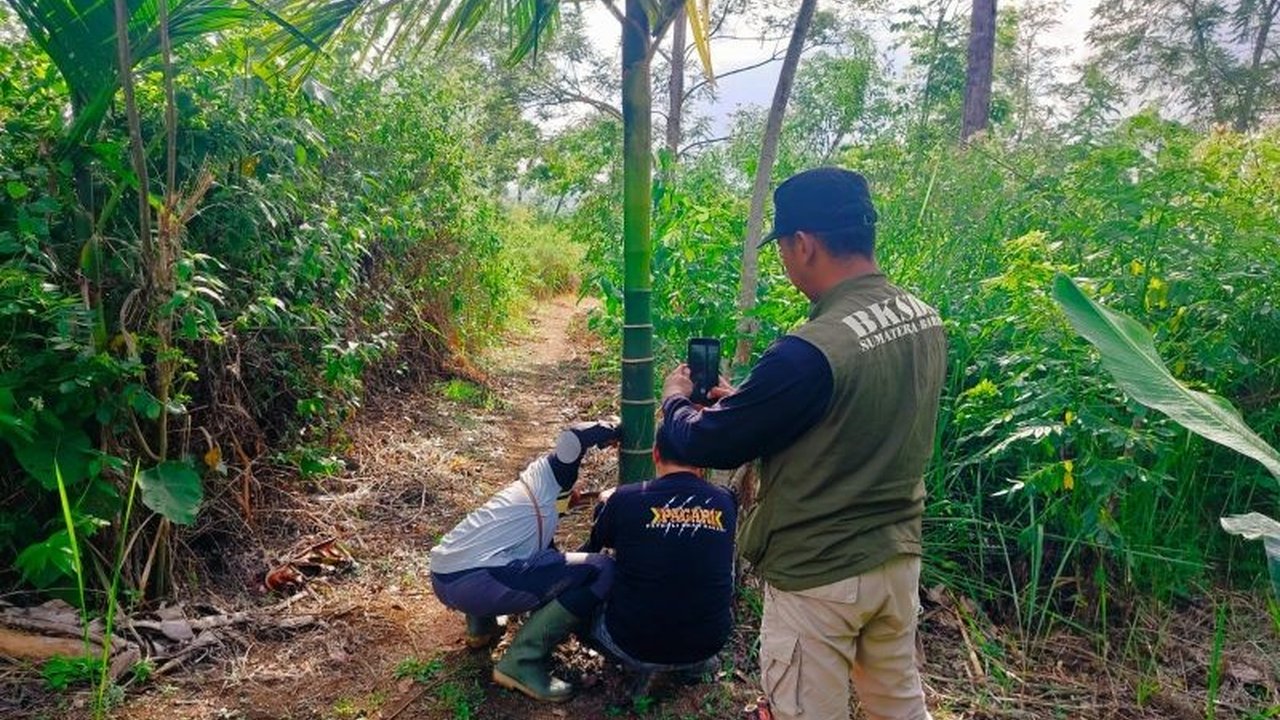 Petugas Balai Konservasi Sumber Daya Alam (BKSDA) Sumatera Barat bertemu langsung dengan Harimau Sumatra remaja saat menangani interaksi negatif di Agam, memicu kekhawatiran dan upaya evakuasi warga.