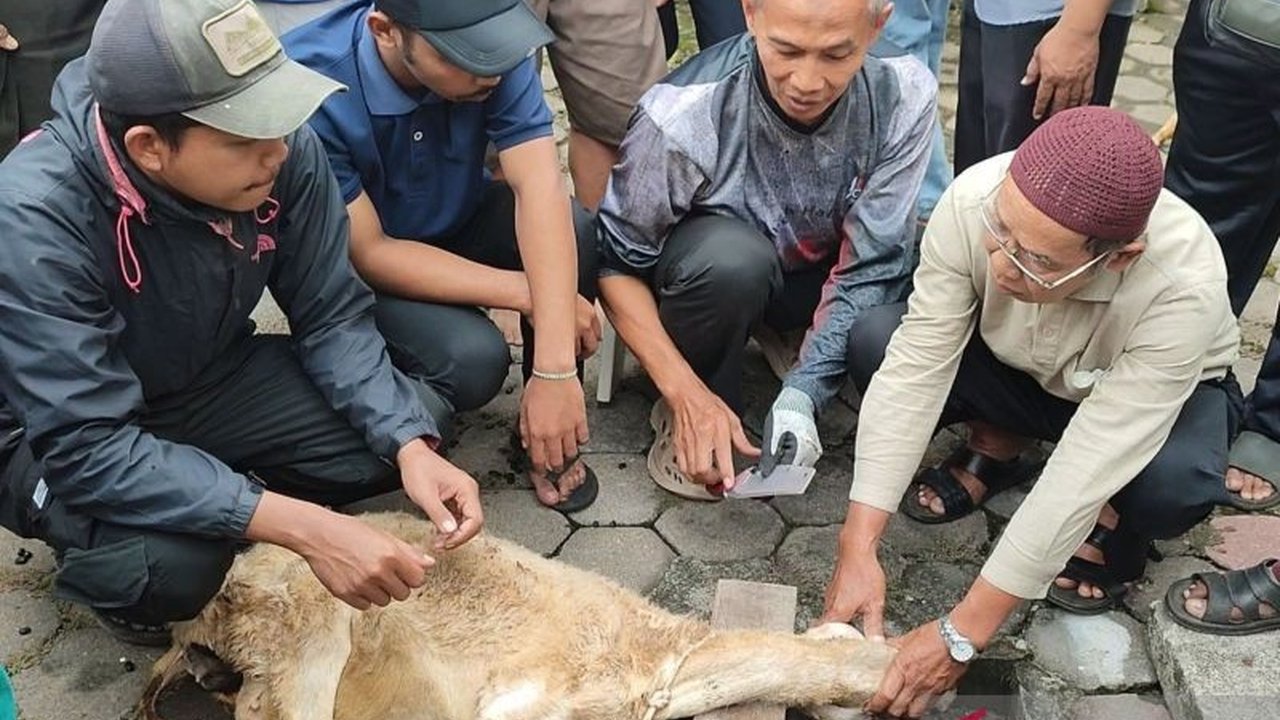 Pimpinan Cabang Muhammadiyah (PCM) Bandongan sukses menggelar pelatihan penyembelihan hewan kurban bagi 50 peserta di Magelang, bertujuan memastikan proses halal, higienis, dan sesuai syariat.
