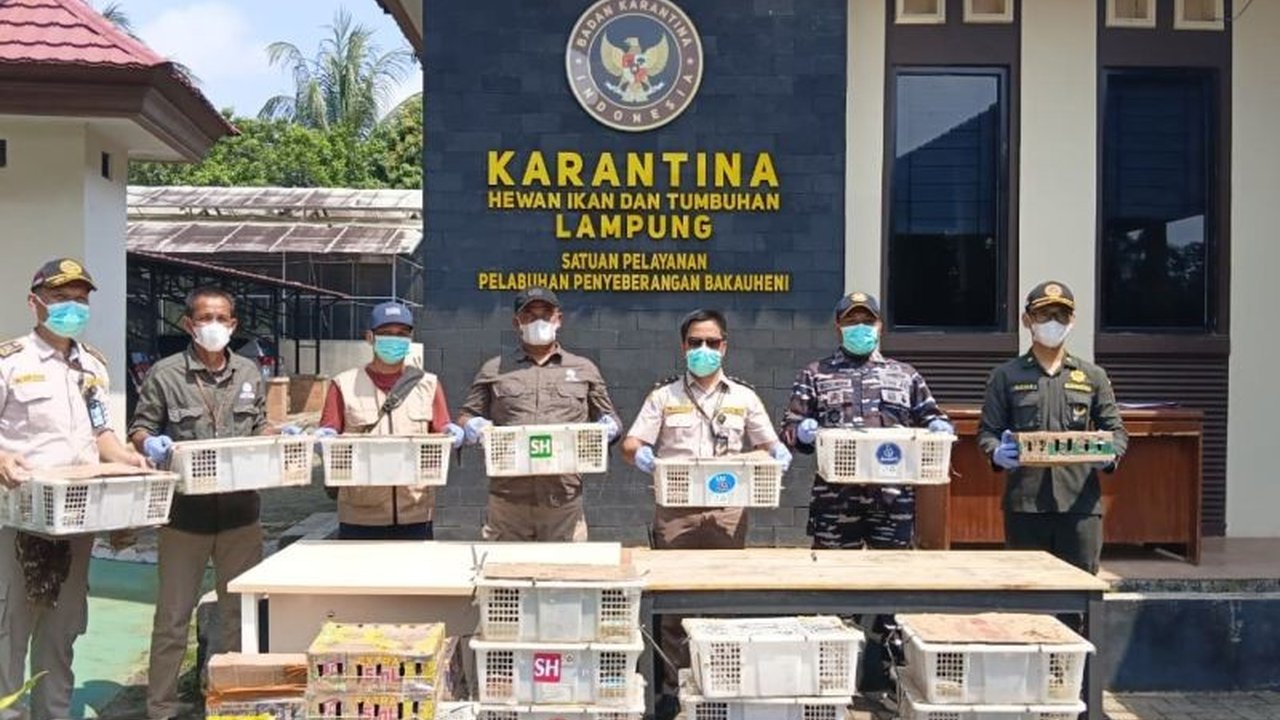 Karantina Lampung berhasil menggagalkan upaya penyelundupan 620 satwa liar jenis burung di Pelabuhan Bakauheni. Kasus penyelundupan satwa liar ini menyoroti tingginya permintaan pasar di Jawa.
