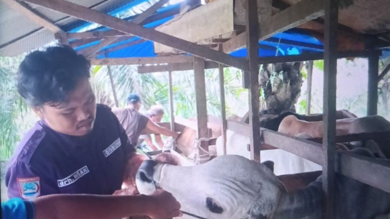 Pemerintah Kabupaten Pasaman Barat telah memulai pemeriksaan kesehatan hewan kurban untuk memastikan kelayakan dan keamanan konsumsi jelang Idul Adha 1447 Hijriah/2026, dengan melibatkan tim medis yang siaga penuh.