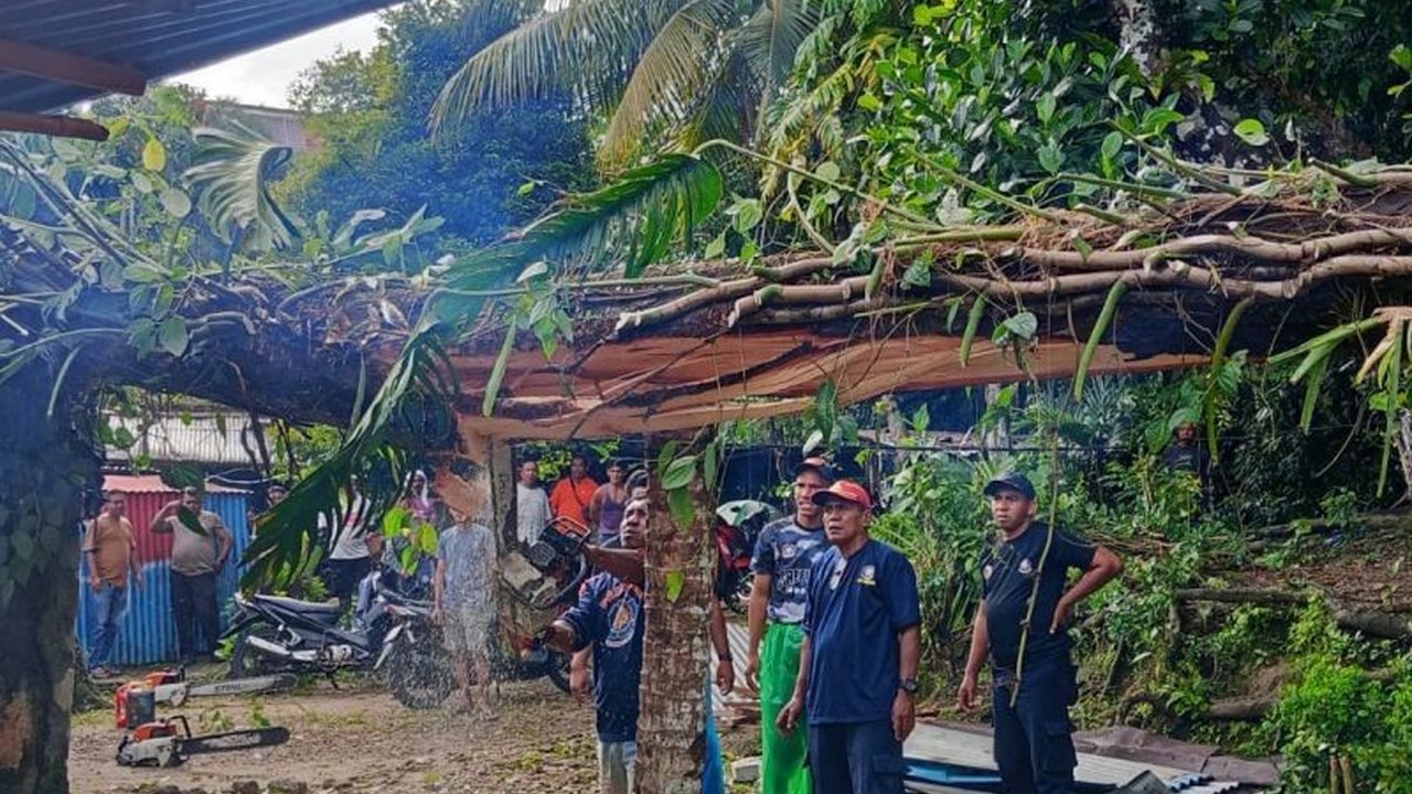 Hujan lebat dan angin kencang di Ambon sebabkan pohon tumbang menimpa rumah warga. Petugas Damkar Ambon bergerak cepat lakukan evakuasi pohon tumbang di Lateri 2, menunjukkan kesiapsiagaan menghadapi bencana.