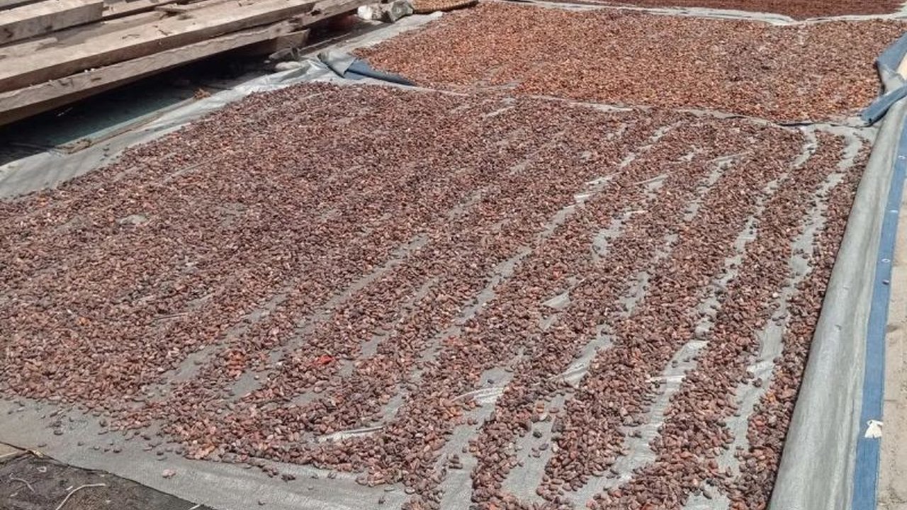 Petani kakao di Kabupaten Lebak kembali bergairah setelah harga biji coklat Lebak melonjak signifikan dari Rp20 ribu menjadi Rp40 ribu per kilogram, membawa angin segar bagi perekonomian lokal.