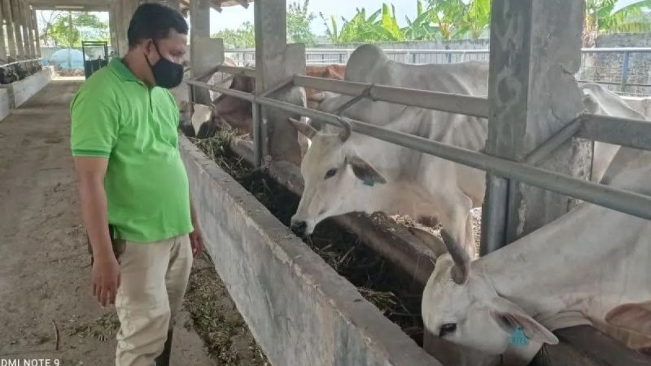 Dinas Peternakan dan Kesehatan Hewan (Disnakeswan) Kabupaten Lebak intensifkan pemeriksaan hewan kurban di 28 kecamatan menjelang Idul Adha 2026. Upaya ini memastikan kesehatan dan kelayakan konsumsi hewan kurban bagi masyarakat.