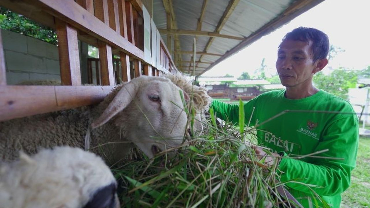 Baznas RI berinovasi dalam Layanan Kurban, memperkuat ekonomi umat dan memberikan dampak sosial signifikan di seluruh Indonesia, bukan hanya ritual tahunan.