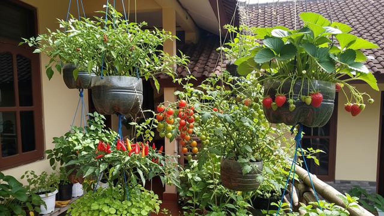 Kebun Sayur di Pot Gantung/Inspirasi Desain Taman Edible Garden Buah dan Sayur di Rumah (Sumber: gemini.com)