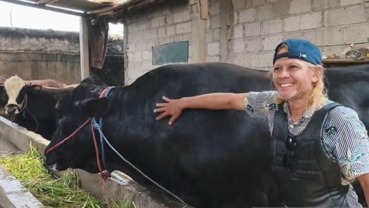Falahudin, peternak asal Balaraja, Kabupaten Tangerang, Banten menujukkan sapi kesayangannya yang menjadi hewan kurban pilihan Presiden Prabowo Subianto untuk Iduladha. (Antara)