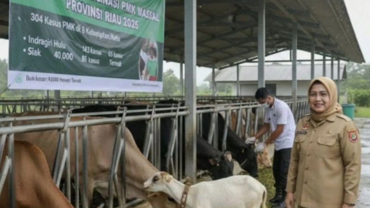 Dinas Peternakan dan Kesehatan Hewan Riau melaporkan 758 Kasus PMK Riau pada ternak dari Januari hingga Mei 2026, dengan sebagian besar telah sembuh berkat penanganan intensif.