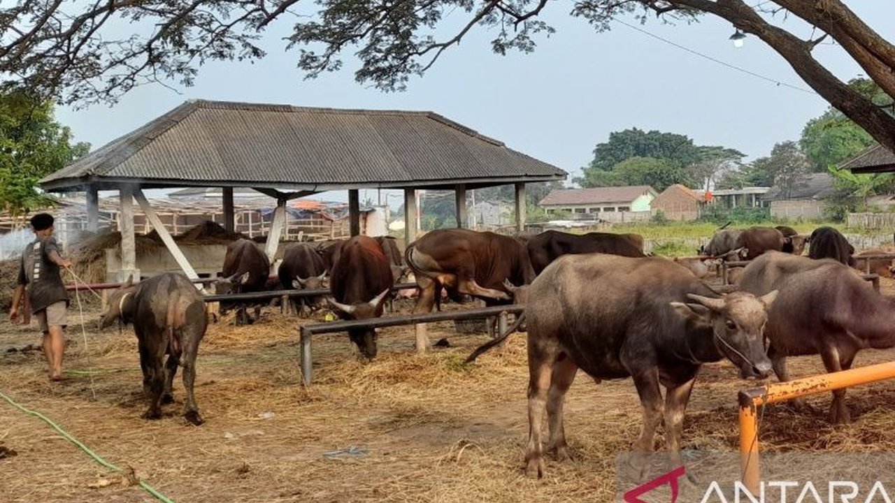 Pemerintah Kota Yogyakarta kembali membuka layanan pemotongan kurban di RPH Giwangan selama empat hari pada Idul Adha 1447 H. Layanan ini menawarkan fasilitas modern untuk memastikan daging kurban Aman, Sehat, Utuh, dan Halal (ASUH).