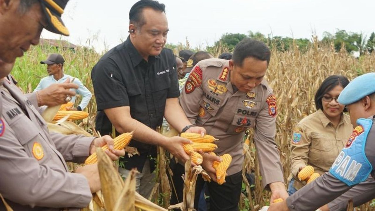 Polda Papua Tengah menggelar panen raya jagung Kuartal II 2026 sebagai wujud nyata dukungan terhadap ketahanan pangan nasional melalui pemberdayaan masyarakat dan optimalisasi lahan di Nabire, Papua Tengah.