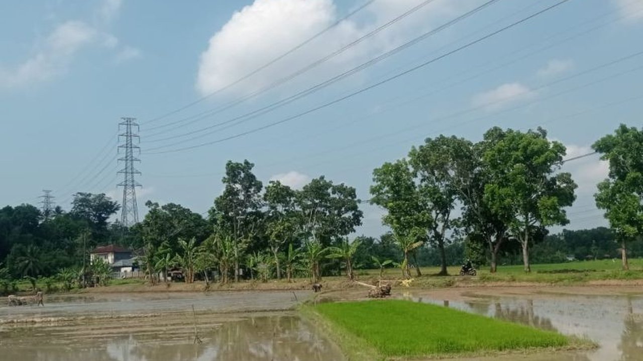 Dinas Pertanian Kabupaten Lebak menggalakkan **percepatan tanam** sebagai langkah strategis menjaga produksi pangan nasional dan meningkatkan kesejahteraan petani. Program ini didukung berbagai bantuan dan kolaborasi lintas sektor.