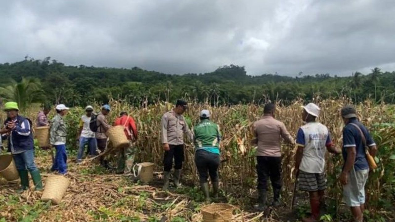 Sinergi Polres Tanimbar, Dinas Pertanian, dan Kelompok Tani Bulatan membuahkan hasil gemilang dengan suksesnya panen raya jagung hibrida, memperkuat ketahanan pangan daerah.