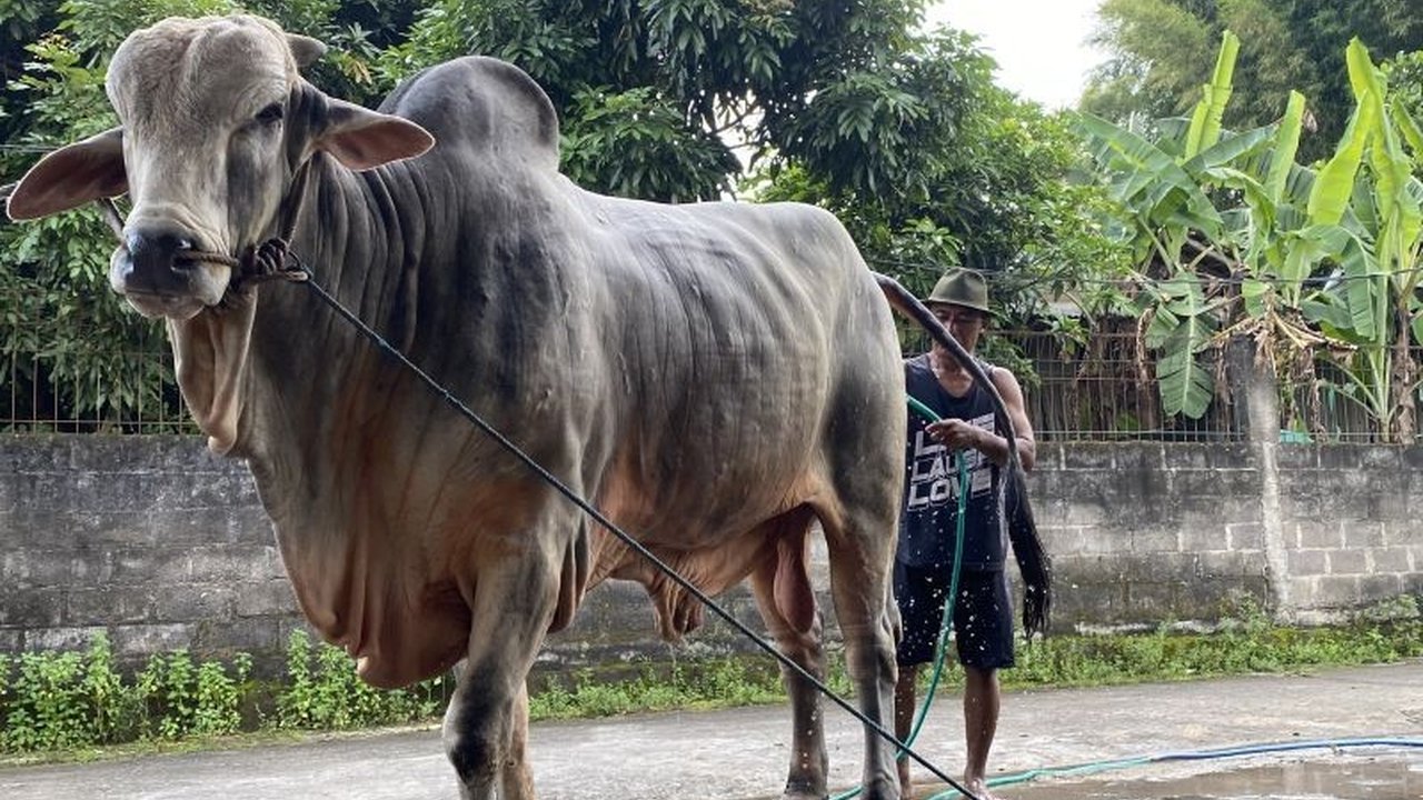 Sapi klangenan peternak Bantul bernama Mbah Iran terpilih menjadi hewan kurban Presiden Prabowo Subianto tahun ini, membawa kebanggaan bagi pemiliknya dan menjadi sorotan nasional.