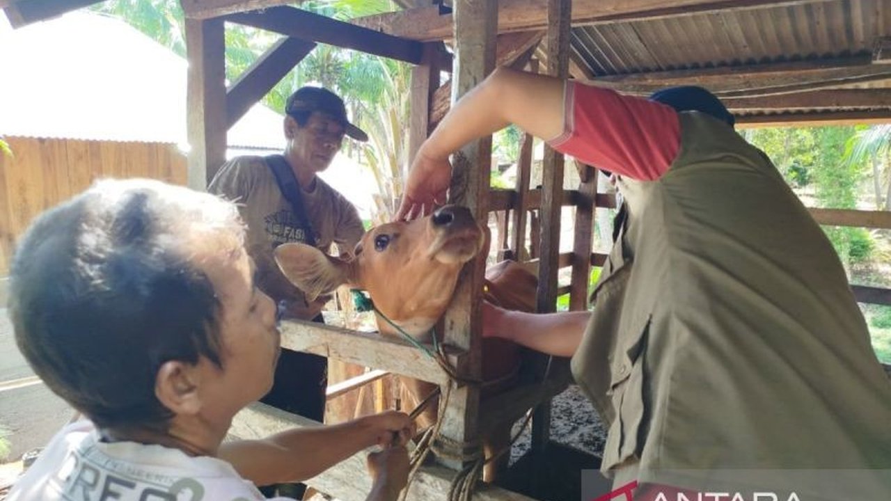 Pemerintah Kota Bengkulu memperketat pengawasan hewan ternak menjelang Idul Adha 2026. Langkah ini diambil untuk memastikan kesehatan dan kelayakan hewan kurban bagi masyarakat.