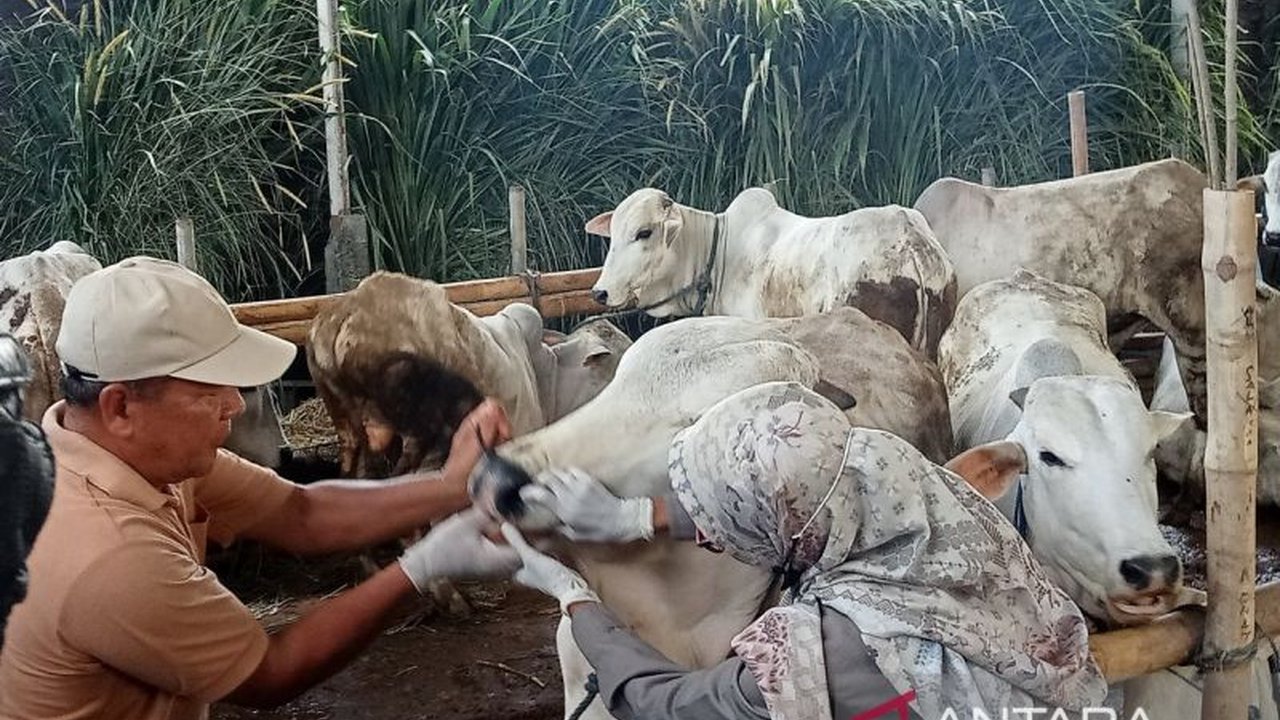 Dinas Ketahanan Pangan dan Pertanian (DKPP) Bantul memperketat pengawasan hewan kurban menjelang Idul Adha 2026 untuk memastikan semua ternak sehat dan bebas penyakit, menjaga kenyamanan masyarakat.