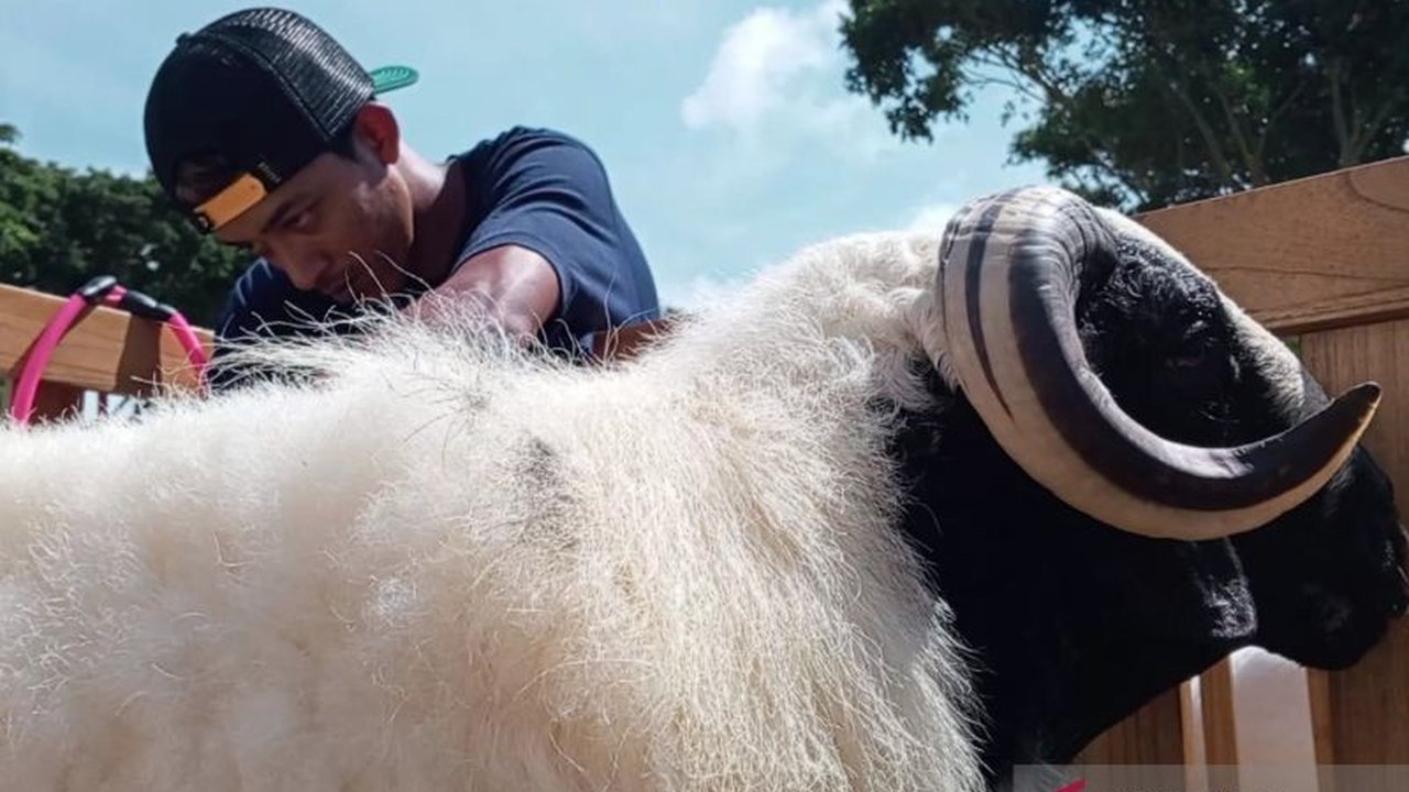Pemerintah Kabupaten Temanggung dan komunitas setempat menggelar pameran untuk memperkenalkan Domba Seni Lokal Temanggung, mendorong ekonomi peternak, dan mendongkrak harga jual yang fantastis.